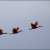 Scarlet Ibis by Steve Edwards
