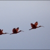 Scarlet Ibis by Steve Edwards