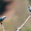 Blue Gray Tanagers by Alex Cranswick