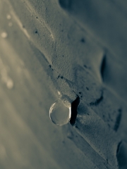Birch Water Drop by Tony Marson