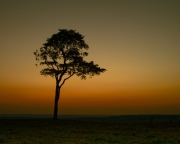 Tree-by-Bob-Berry