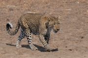 Walking-with-Purpose-by-Bob-Berry