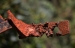 Rust-by-Richard-Salt