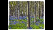 Bluebell Wood by Lyn Day