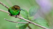 Coppery Headed Emerald by Alex Cranswick