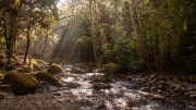 Costa Rican Stream by Alex Cranswick