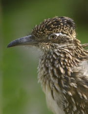 Road Runner by John Parsloe