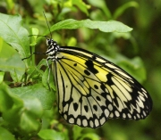 Swallowtail by John Parsloe