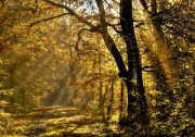 Autumn Rays by Geoff Astle