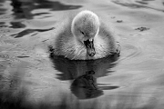 Duckling by Terry Walters