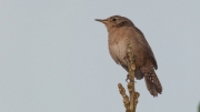 House Wren by Alex Cranswick