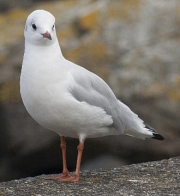 Seagull by Lyn Day