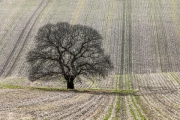 Tree Lines by Andrew Purdy