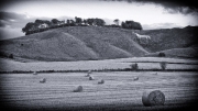 Hay Horse by Lisa Coleman