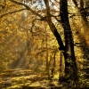 Autumn Rays by Geoff Astle