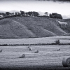 Hay Horse by Lisa Coleman