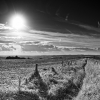 Path Less Travelled by Lisa Coleman