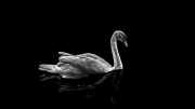 Dark Swan by Paul Nicholls