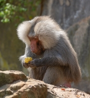 Hamadryas Baboon by Terry Walters