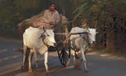 Homeward Bound, Cambodia by Pam Lane