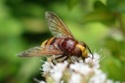 Hornet Hoverfly_Nic Jansen