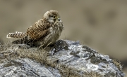 Juvenile Kestrel Cornwall by Eddy Lane