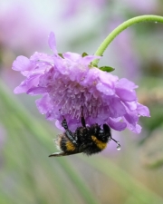 Raindrops Keep Falling by Claire Fidler