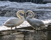 Swans In Love by Maurice Pitt