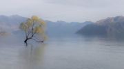 The Wanaka Tree by Neil Hayward