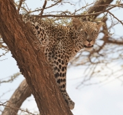 Tree View by Bob Berry