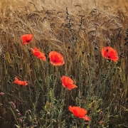 Barley Field Poppies by Mike Stanley