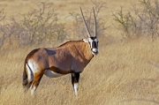 Black Faced Oryx, Namibia by Pam Lane