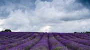 Cloudy Lavender by Ian C Armstrong