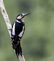 Great Spotted Woodpecker  Male by Eddy Lane