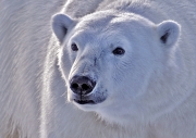 Polar Bear Close Up, Svalbard by Pam Lane