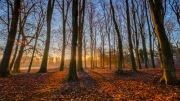 Lydiard Park sunrise by Dave Young