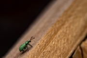 Bug