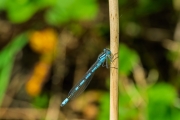 Damselfly