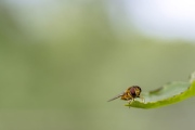 Fly