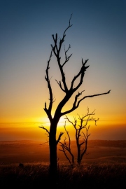 Kangaroo-Island-Tree