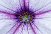 Orchid