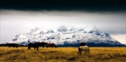 Patagonia