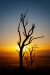 Kangaroo-Island-Tree