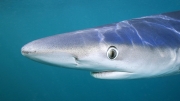 Blue-shark-portrait-by-Gill-Marsh