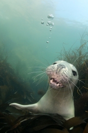 Bubble-blower-by-Gill-Marsh