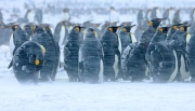 Kings-of-the-blizzard