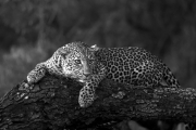 Leopard-on-a-log