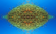 Lettuce-Coral-Kaleidoscope