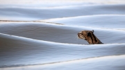 Ocelot-in-waves