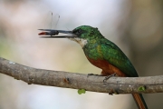 Rufus-tailed-jacamar